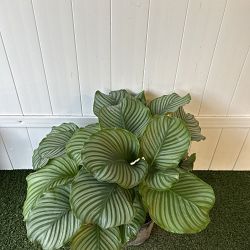 Calathea orbifolia Calathea orbifolia