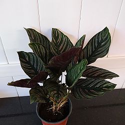 Pinstripe Calathea Pinstripe Calathea