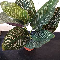 Pinstripe Calathea Pinstripe Calathea