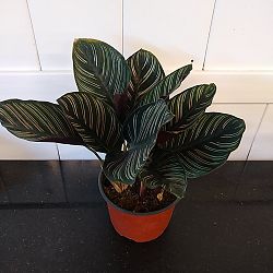 Pinstripe Calathea Pinstripe Calathea