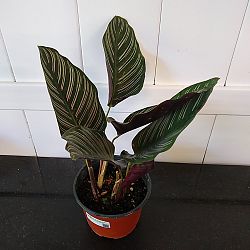 Pinstripe Calathea Pinstripe Calathea