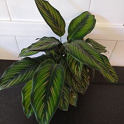 Pinstripe Calathea Pinstripe Calathea