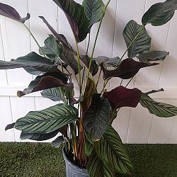 Pinstripe Calathea Pinstripe Calathea