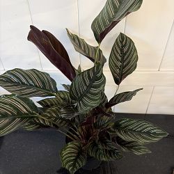 Pinstripe Calathea Pinstripe Calathea