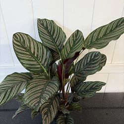 Pinstripe Calathea Pinstripe Calathea