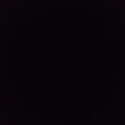 Pinstripe Calathea Pinstripe Calathea