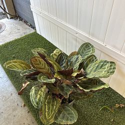 Calathea 'Illustris' Calathea 'Illustris'