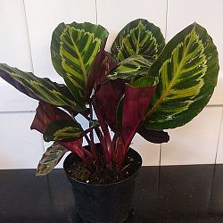Calathea 'Illustris' Calathea 'Illustris'