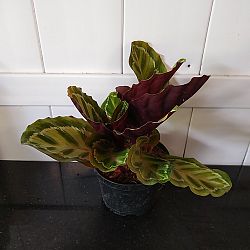 Calathea 'Illustris' Calathea 'Illustris'