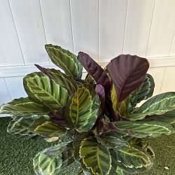 Calathea 'Illustris' Calathea 'Illustris'