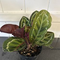Calathea 'Illustris' Calathea 'Illustris'