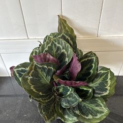 Calathea 'Illustris' Calathea 'Illustris'
