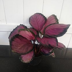 Calathea 'Rosy' Calathea 'Rosy'