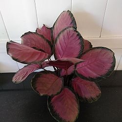 Calathea 'Rosy' Calathea 'Rosy'