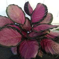 Calathea 'Rosy' Calathea 'Rosy'