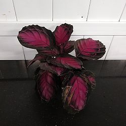 Calathea 'Rosy' Calathea 'Rosy'