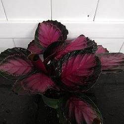 Calathea 'Rosy' Calathea 'Rosy'