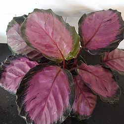 Calathea 'Rosy' Calathea 'Rosy'