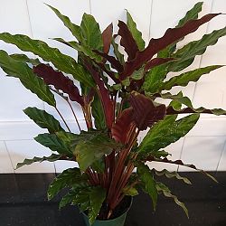 Calathea Rufibarba Calathea Rufibarba