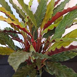 Calathea Rufibarba Calathea Rufibarba