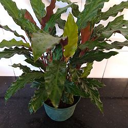 Calathea Rufibarba Calathea Rufibarba