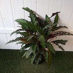 Calathea Rufibarba Calathea Rufibarba