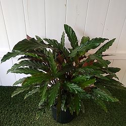 Calathea Rufibarba Calathea Rufibarba