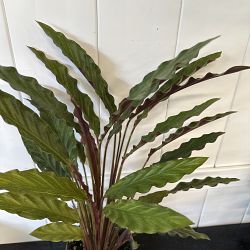 Calathea Rufibarba Calathea Rufibarba