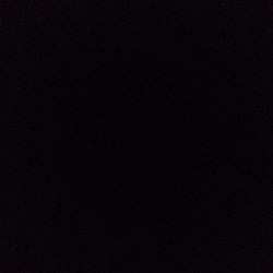 Calathea Rufibarba Calathea Rufibarba