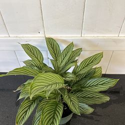 Calathea Vittata Calathea Vittata