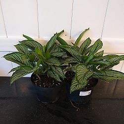 Calathea Vittata Calathea Vittata