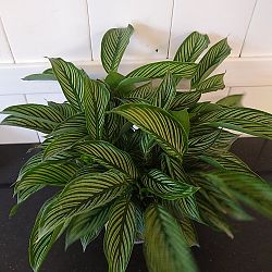 Calathea Vittata Calathea Vittata