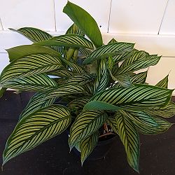 Calathea Vittata Calathea Vittata