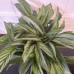 Calathea Vittata Calathea Vittata