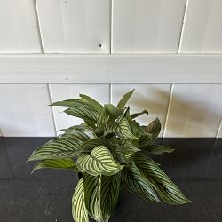 Calathea Vittata Calathea Vittata