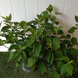 American Beautyberry American Beautyberry
