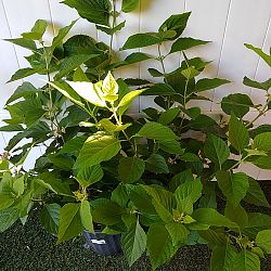 American Beautyberry American Beautyberry