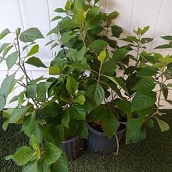 American Beautyberry American Beautyberry