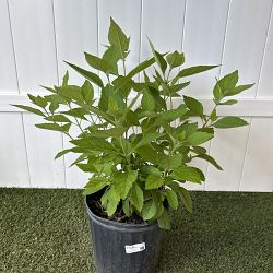 American Beautyberry American Beautyberry