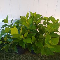 American Beautyberry American Beautyberry