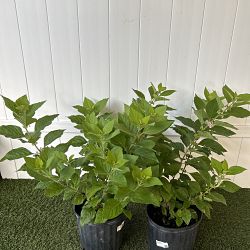 American Beautyberry American Beautyberry