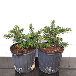 Weeping Dwarf Bottlebrush Weeping Dwarf Bottlebrush