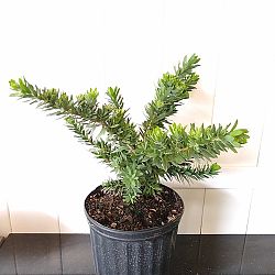 Weeping Dwarf Bottlebrush Weeping Dwarf Bottlebrush