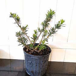 Weeping Dwarf Bottlebrush Weeping Dwarf Bottlebrush