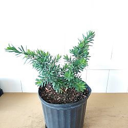 Weeping Dwarf Bottlebrush Weeping Dwarf Bottlebrush