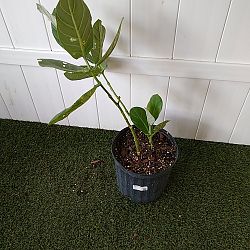 Giant Milkweed Giant Milkweed