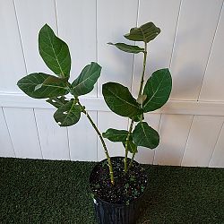 Giant Milkweed Giant Milkweed