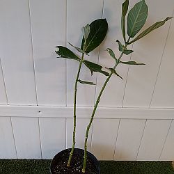 Giant Milkweed Giant Milkweed