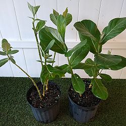 Giant Milkweed Giant Milkweed