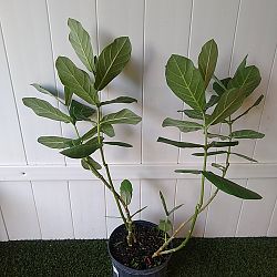 Giant Milkweed Giant Milkweed